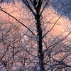 桜色の霧氷(続)