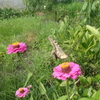 蝶と花～妬みの蝶の身ぞ辛き