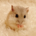 yukihamuchanのブログ