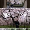 京の桜