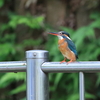 近所の池・・・今日のカワセミ、来ませんね～・・・