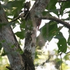 ヒメオニキバシリ Olivaceous Woodcreeper