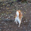 今日の柴犬の小麦さん