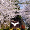 満開の芦野公園の桜並木とDD352牽引の客車列車を撮る！