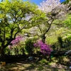 西山の郷　桜とミツバツツジの競演