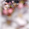 EF210 大岡川の桜