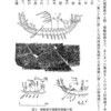 弥生時代の倭人は既に帆船を使ってたの鴨しれん