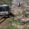 阪和線　桜吹雪を期待して寄り道。