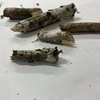 枯れ枝にそっくりな蛾!?見事な擬態を見せるツマキシャチホコ