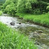 大樽川ヤマメ