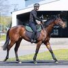 シルクなお馬さん（関西２歳馬・北海道組）