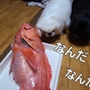 犬と魚