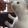 おねだり。