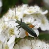 フタイロカミキリモドキ、モモブトカミキリモドキ