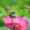 【2025】今年の夏はここへ行こう～蓮（ハス）と睡蓮（スイレン）🌸９選🌸