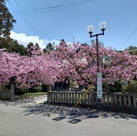 祇陀寺にだけ咲くギダジベニ