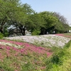 相模川の堤防を鮮やかに彩っていた芝桜の今！（2023/4/21）