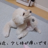 ～愛犬が体をかく原因と対策について～