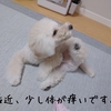 ～愛犬が体をかく原因について～