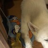 病犬バディ