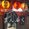 和歌山県和歌山市　まんぷく　三重と韓国が和歌山でたぬきと共に混ざり合う