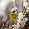 探鳥日記⑩：ウメジローを撮ろう