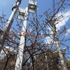 一条戻り橋の河津桜