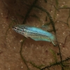 ベタの繁殖（2020/10/25）稚魚期　Beta splendens breeding.Juvenile fish