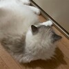 とても蒸し暑い日。ふくちゃんはのんびり。