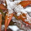 久さしぶりの積雪でした。