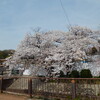 ＜写真＞阿久比町紹介シリーズ！阿久比町役場の横の桜