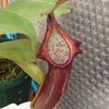 Nepenthes naga s.g