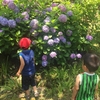【季節を感じる家庭学習】紫陽花と雨【梅雨の工作】