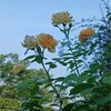 治療できずトボトボトボ(´；ω；`)