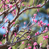 梅は咲いたか・・・桜はまだかいな