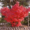 鎌倉の紅葉＆三日間の独り言