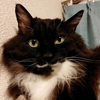 予算がなくなったのかなー？