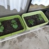 外出自粛なので、子供達とベランダ菜園作り！野菜の収穫もでき、情操教育にもなります！