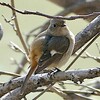 森林公園に春を探す