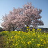 舞鶴へ　桜と食い倒れツーリング