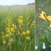 田代山湿原の花