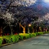 桜満開