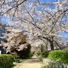 　桜を見上げて一息　松のを治療院/亀岡市/整体•指圧•マッサージ