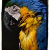 【ルリコンゴウインコ】