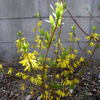 庭木　２番花は・・・？
