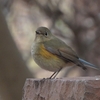 鳥撮日記　半径5㎞の鳥撮でもルリビタキに会えました！＠平塚市総合公園