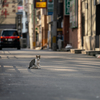 近隣繁華街のねこさん