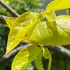 桜若葉・柿若葉を詠んだ歌　　わが家の庭で，緑が美しいのは柿若葉．  透き通ったような緑で，桜若葉を凌駕していると思います．　残されし蕚（うてな）と蕊（しべ）のいろ匂ふ散りて日もなき葉桜なれば　初井しづ枝　　柿の木の若葉のうへに紅き月のぼりてさむき夕となれり　島木赤彦　　柿若葉ほぐれそめつつをりをりに朝のかがやく風に吹かるる　遠山光栄　　柿若葉惚（ほ）うくる母の叱らるる嘆きかくせよ春もすぎゆく　馬場あき子