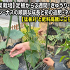 【夏野菜栽培】定植から3週間！きゅうり・スイカ・ピーマン・ナスの順調な成長と初の追肥・ネット設置【猛暑対策と肥料高騰に立ち向かう】