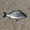 チヌ釣り🎣